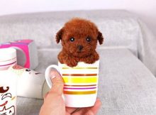 茶杯泰迪犬图片