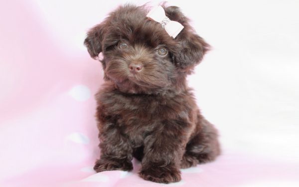 茶杯泰迪犬
