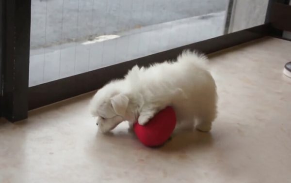 茶杯玛尔济斯