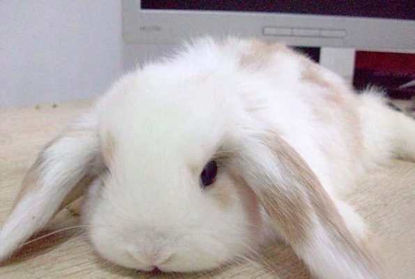 垂耳西施兔（二）