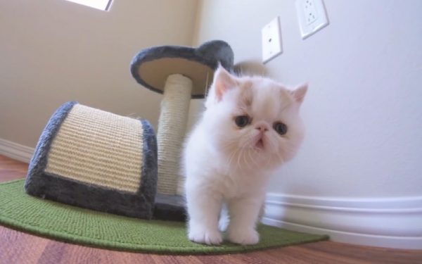 肥肥的猫咪