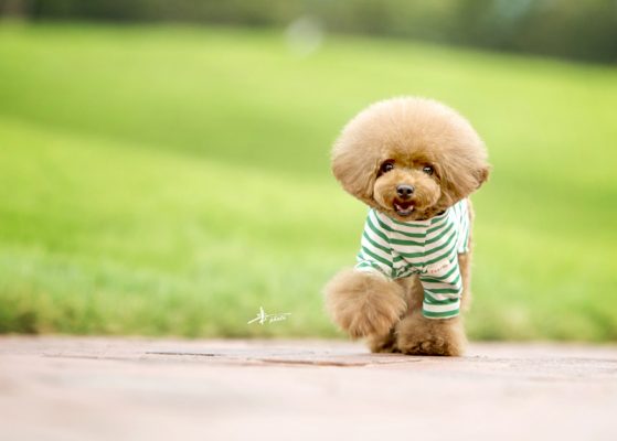 可爱泰迪犬