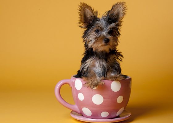 茶杯犬