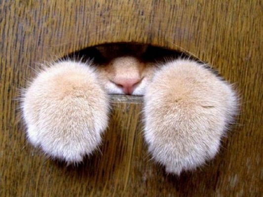 可爱的猫爪图片