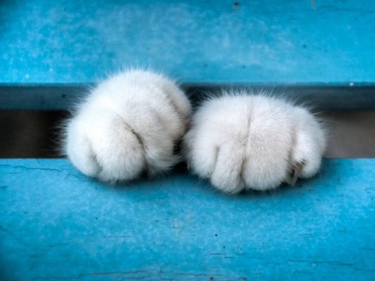 可爱的猫爪图片（二）
