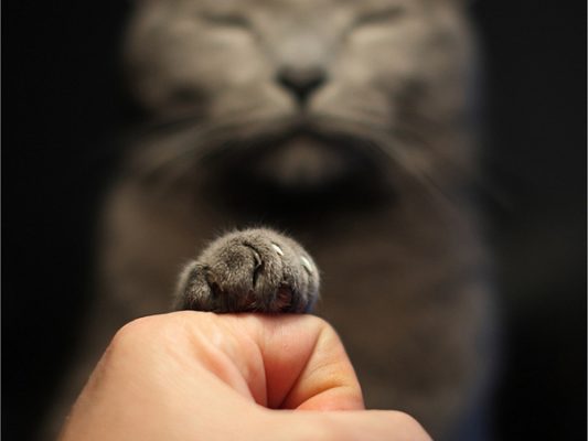 可爱的猫爪图片（三）