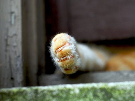 可爱的猫爪图片（四）