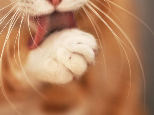 可爱的猫爪图片（五）