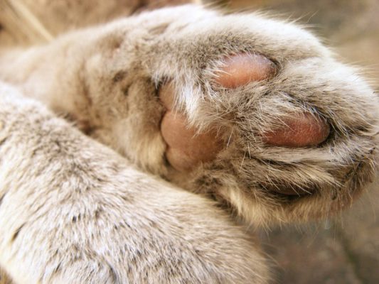 可爱的猫爪图片（六）