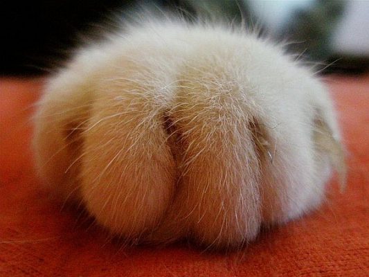 可爱的猫爪图片（八）