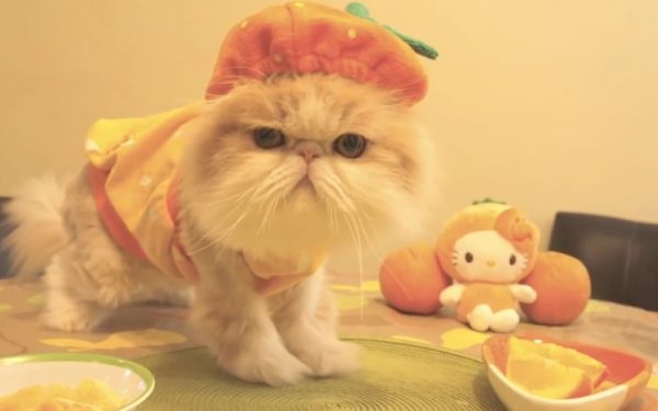 喜欢吃橙子的肥猫咪