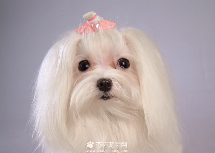 玛尔济斯犬