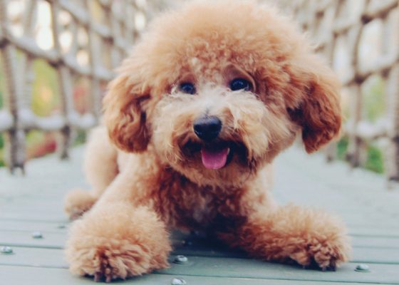 有范儿的泰迪犬