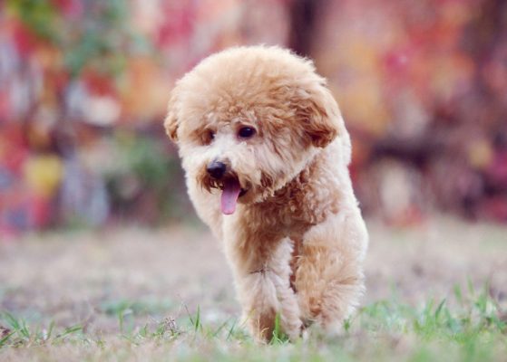 有范儿的泰迪犬（八）