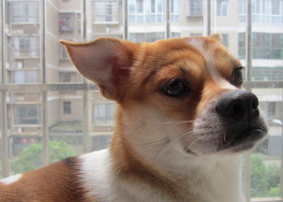 吉娃娃特写图片（四）
