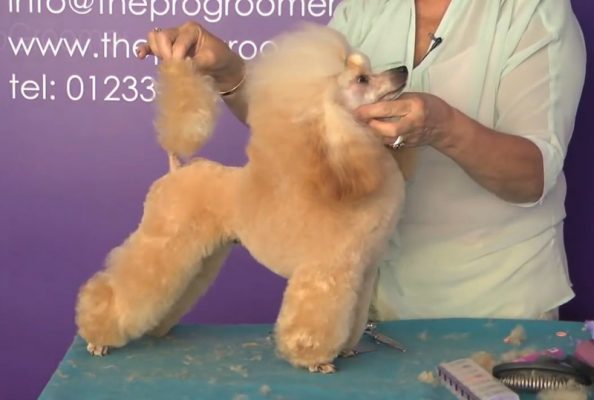 贵宾犬美容造型