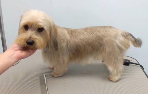 马尔济斯犬美容造型