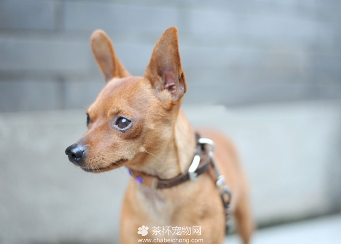 小鹿犬