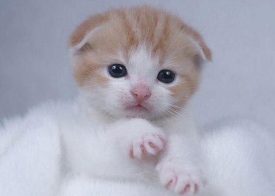 苏格兰折耳猫