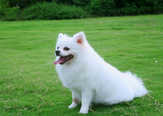 纯白色博美