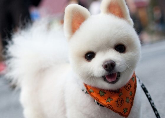 英式博美犬和美式博美犬的区别