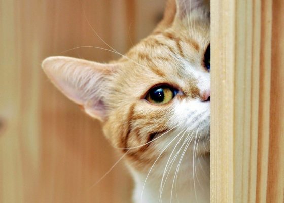 猫咪不爱洗澡怎么办