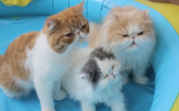 吃雪糕的猫咪