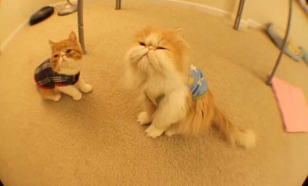 猫咪等吃的