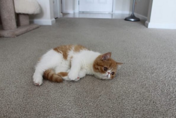 训练猫咪站立