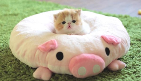 三个小猫