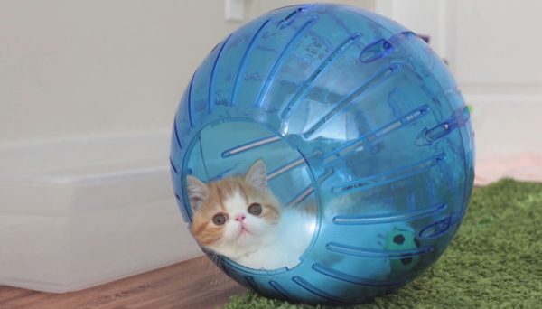 爱玩球球的猫咪