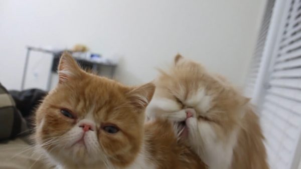 奇怪癖好的猫咪
