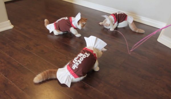 糖果衣服的可爱猫咪