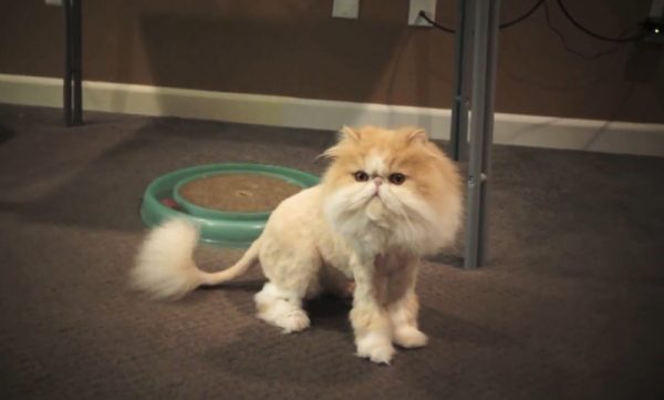 狮子王风格的猫咪