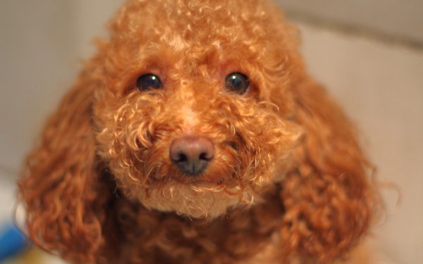 茶杯贵宾犬