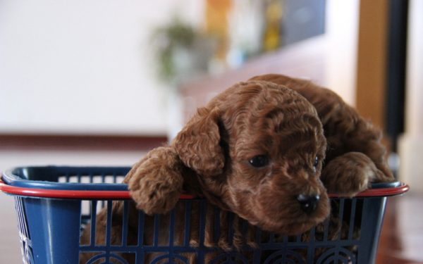 影响贵宾犬价格的因素