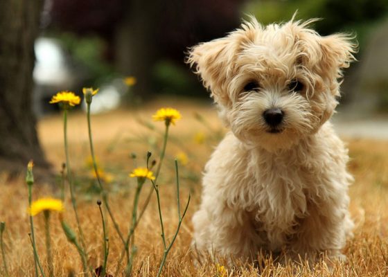 关于茶杯犬的错误说法