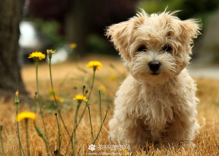 关于茶杯犬的错误说法