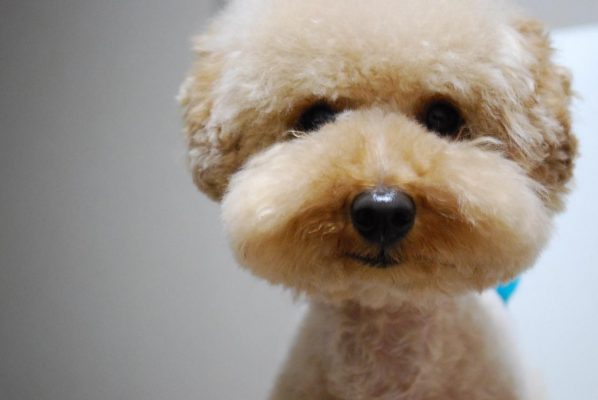 茶杯贵宾犬