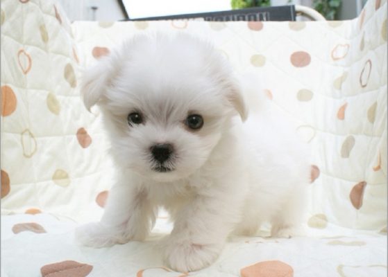 普通幼犬