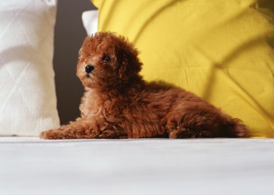 红色泰迪犬