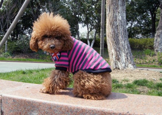 泰迪犬的面部清理