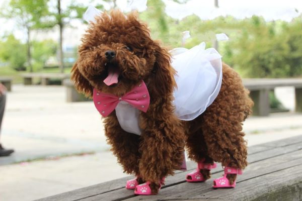 泰迪犬乱叫怎么办