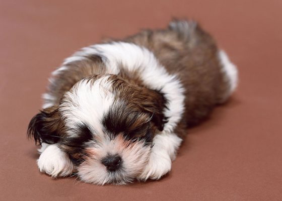 茶杯犬母犬的产后护理