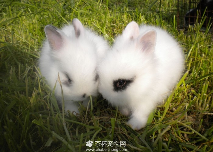 侏儒海棠兔