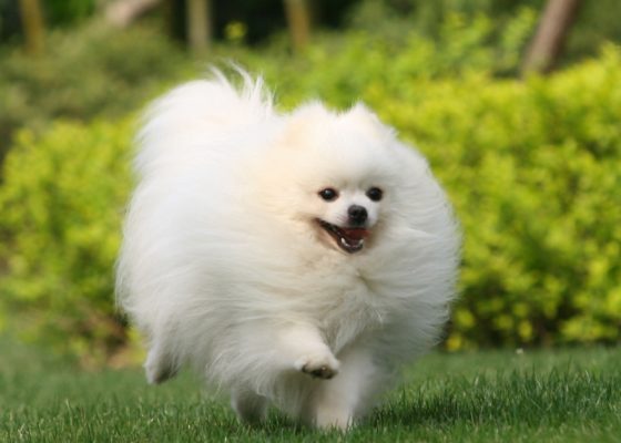 博美幼犬