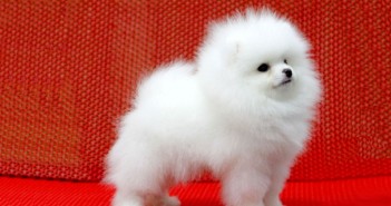 茶杯博美犬洗澡需注意的事项 茶杯博美犬