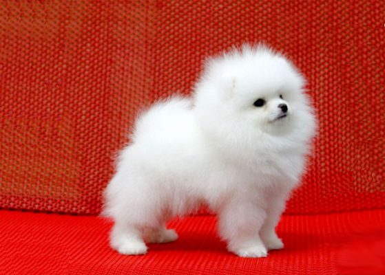 茶杯博美犬