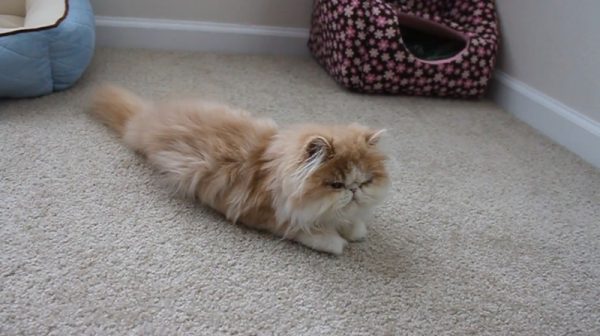 馋嘴猫
