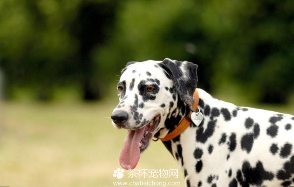 大麦町犬